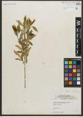 Foto von Salix amygdaloides Andersson